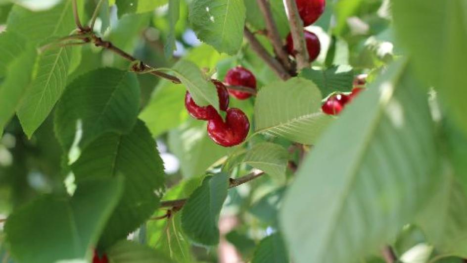 Zupa owocowa z serkiem mascarpone na powitanie wakacji